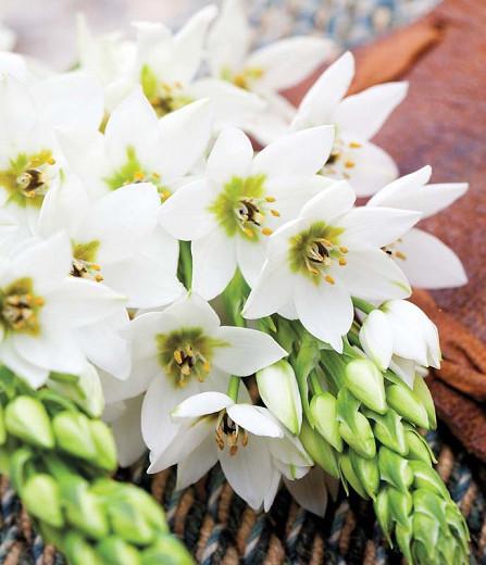 Ornithogalum thyrsoides, Chincherinchee, Wonder Flower, White Flowers, Summer Flower Bulb, Star of Bethlehem
